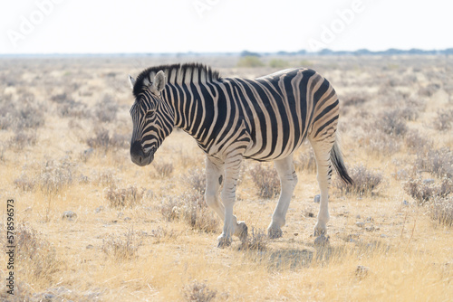 Zebra. Wildlife animal in forest field in safari conservative national park in Namibia, South Africa. Natural landscape background.