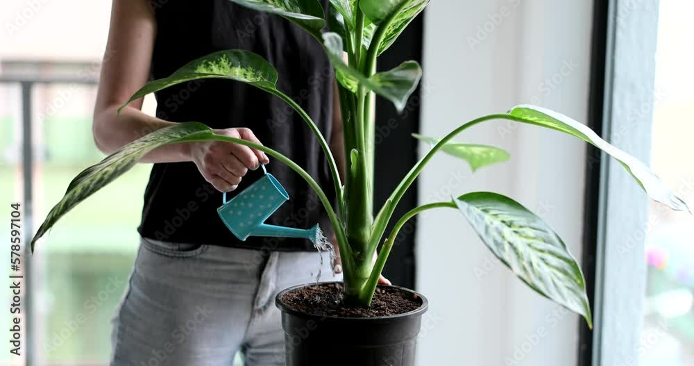 Woman waters dieffenbachia plant from watering can