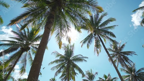 Green palm trees against blue sky background. Palm tree sunny day wide angle view. Beach summer island. 