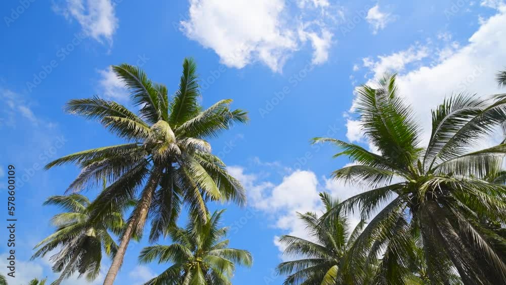 bottom view leaf against sky. palm tree island florida. landscape green coconut leave sunny text space. tropical palms texture summer background. bottom view leaf against sky. palm tree island florida. landscape green coconut leave sunny text space. tropical palms texture summer background.