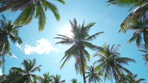 Wallpaper Mural palm trees against blue sky. tropical beach with coconut palm tree.	 Torontodigital.ca