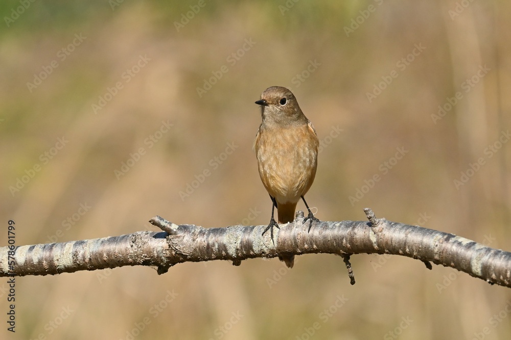 A female Daurian redstart. Passeriformes Muscicapidae. It is a migratory bird often seen in winter in Japan. A female Daurian redstart. Passeriformes Muscicapidae. It is a migratory bird often seen in winter in Japan.