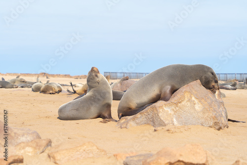 Seal or sea lion. Wildlife animal in forest field in safari conservative national park in Namibia, South Africa. Natural landscape background.