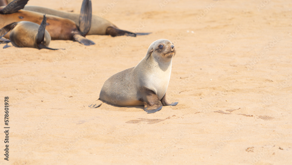 Obraz premium Seal or sea lion. Wildlife animal in forest field in safari conservative national park in Namibia, South Africa. Natural landscape background.