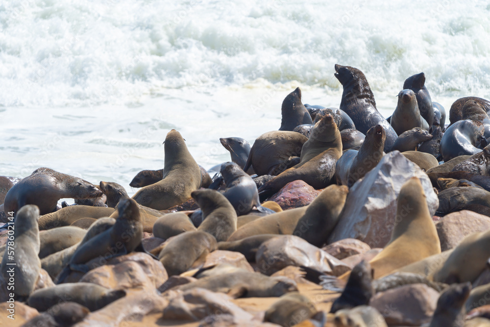 Fototapeta premium Seal or sea lion. Wildlife animal in forest field in safari conservative national park in Namibia, South Africa. Natural landscape background.