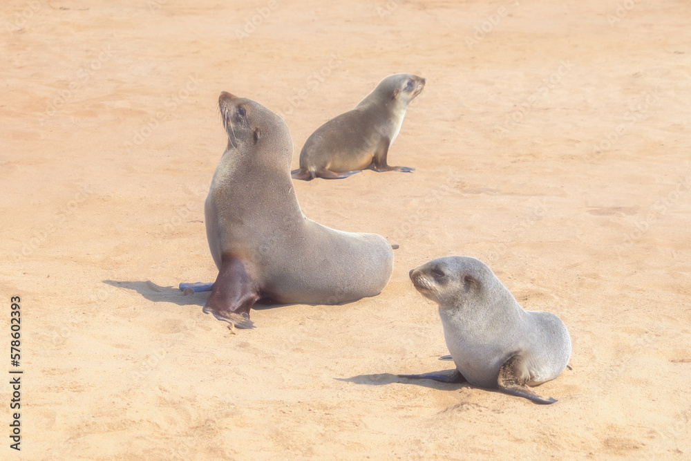 Obraz premium Seal or sea lion. Wildlife animal in forest field in safari conservative national park in Namibia, South Africa. Natural landscape background.