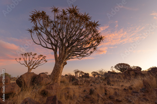The Quiver Trees. Dry trees in forest field in national park in summer season in Namibia  South Africa. Natural landscape background.