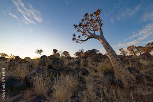 The Quiver Trees. Dry trees in forest field in national park in summer season in Namibia, South Africa. Natural landscape background.