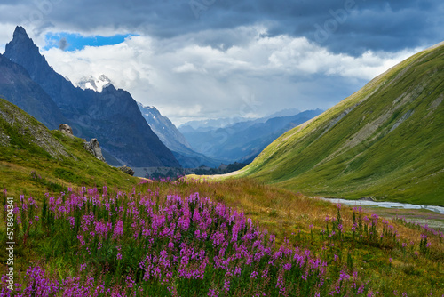 Mountain meadow with pink flowers in front of the Dolomites