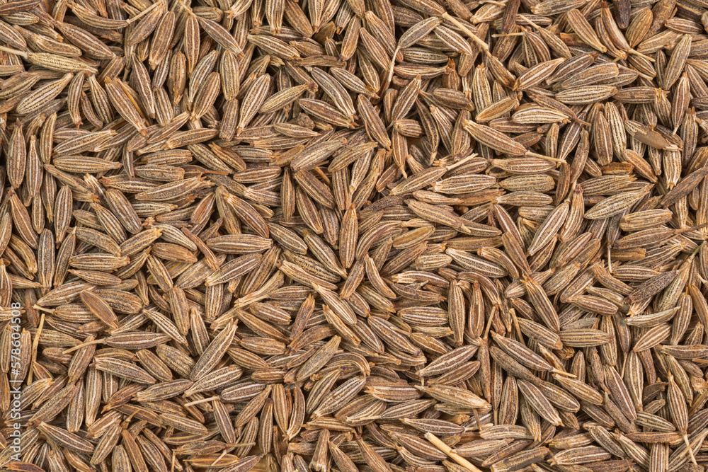 Dried cumin spice seeds background. Dry seasoning cumin. Spices and herbs for cooking zira