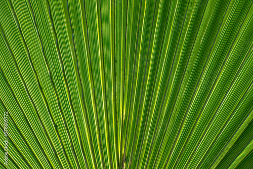 Green palm leaf background. Close up of green palm leaf texture.