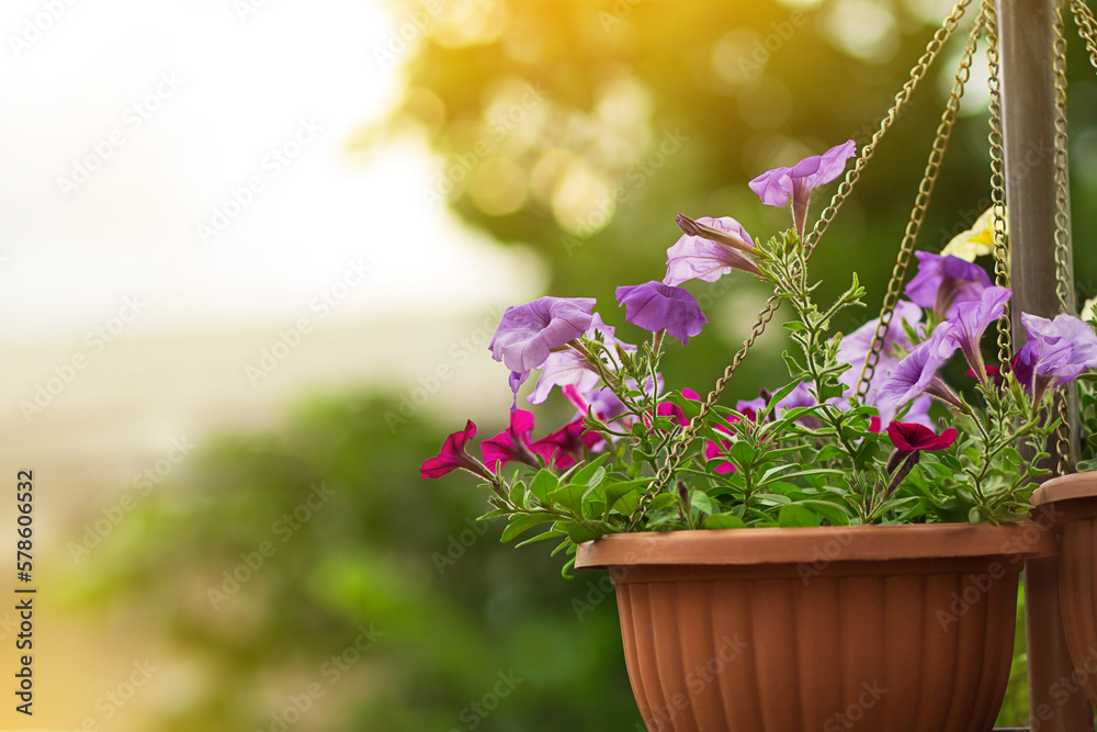 Hanging petunia in brown pot in garden or city. Design, gardening. Copy space