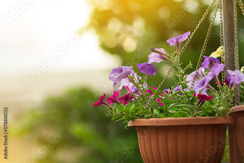 Hanging petunia in brown pot in garden or city. Design, gardening. Copy space