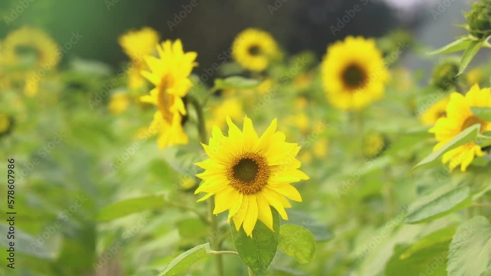 A close-up shot captures a sunflower in a vast sunflower field, cultivated for oil production.