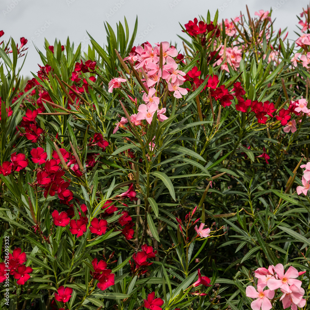 Beautiful small Oleander flowers. a poisonous evergreen shrub that is widely grown in warm countries for its clusters of white, pink, or red flowers. Beautiful small Oleander flowers. a poisonous evergreen shrub that is widely grown in warm countries for its clusters of white, pink, or red flowers.