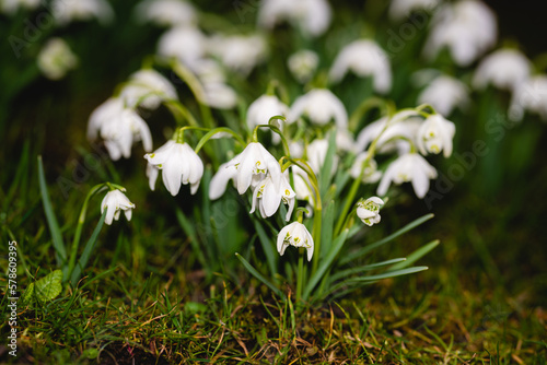 Märzenbecher, Schneeglöckchen, Frühling, Blumen, Garten 