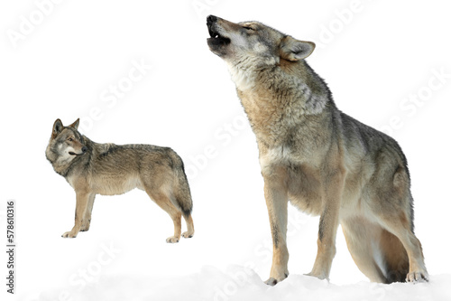 she-wolf howls and wolf in winter on snow isolated on white background