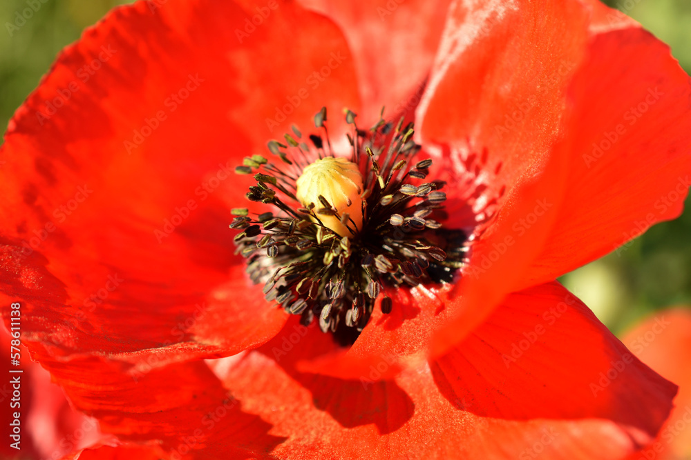 Red poppy inflorescence, petals, pistil, stamens. Red poppy inflorescence, petals, pistil, stamens.