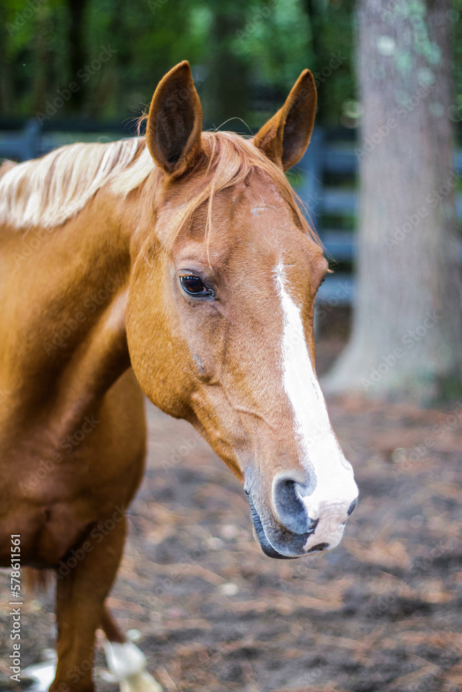 Close-up of chestnut pony mare against tree Close-up of chestnut pony mare against tree