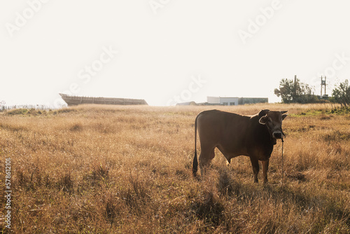 Cow in Taiwan Field