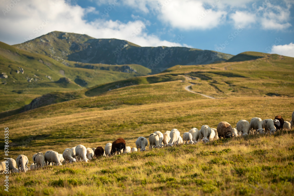 Fototapeta premium Šar Mountains: Stunning Photography of Rugged Peaks and Pristine Landscapes