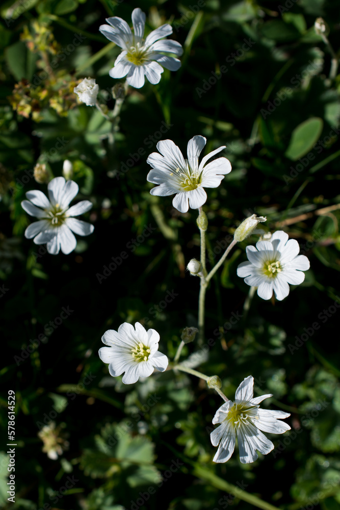 Beautiful fresh flowers in nature background Beautiful fresh flowers in nature background
