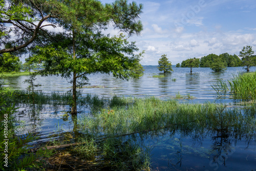 Trees in Walter F. George lake at George T. Bagby State Park, GA photo