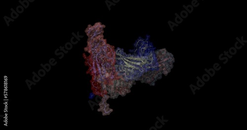 COVID-19 /SARS-CoV-2 Spike glycoprotein (red) attacked by Fab antibody, 3D protein molecule (ribbons + transparent surface) 4K spinning photo