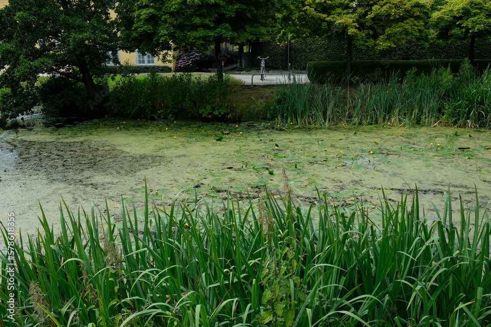 FU 20220728 EckSchleswig 748 Auf der Wasseroberfläche des Teichs