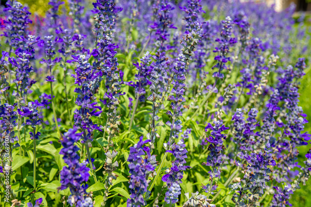 Obraz premium Big Closeup Salvia Farinaces Victoria flowers in morning garden