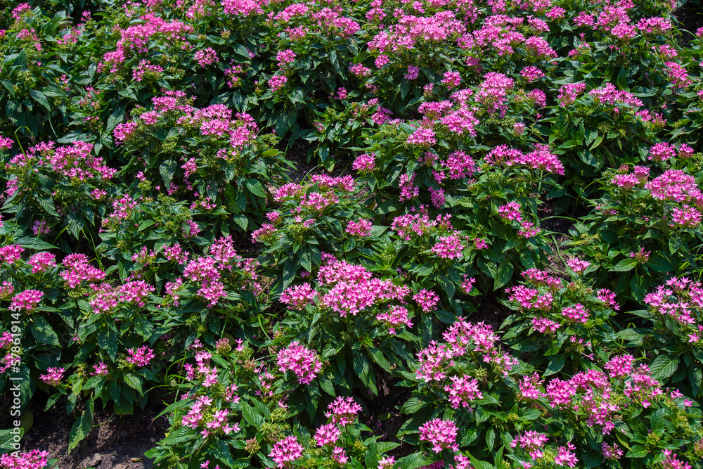Closeup Pentas Beebright pink in morning garden