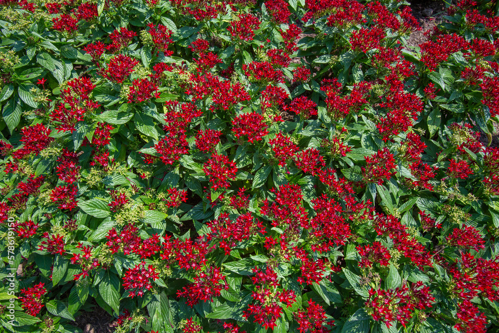 Closeup Pentas Beebright Red in morning garden