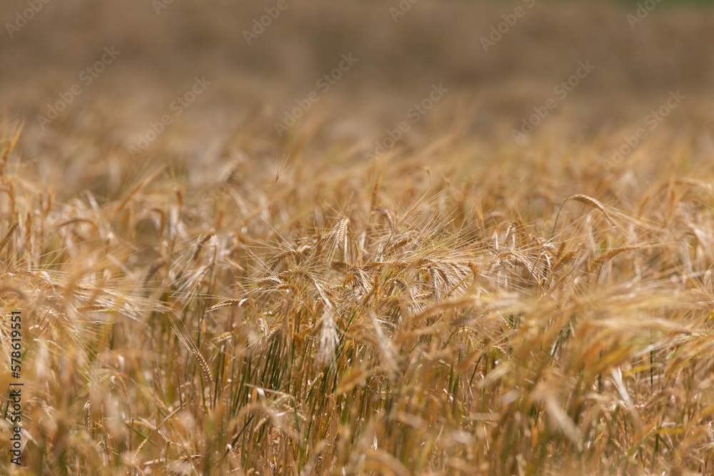 Fototapeta premium field of wheat