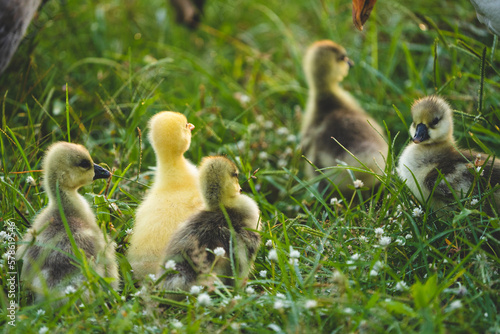 gosling goose or duck family in spring, small baby bird animal in wild nature, group of young cute yellow fluffy feather water bird using beak on green grass, mother using wing for a chick © chokniti