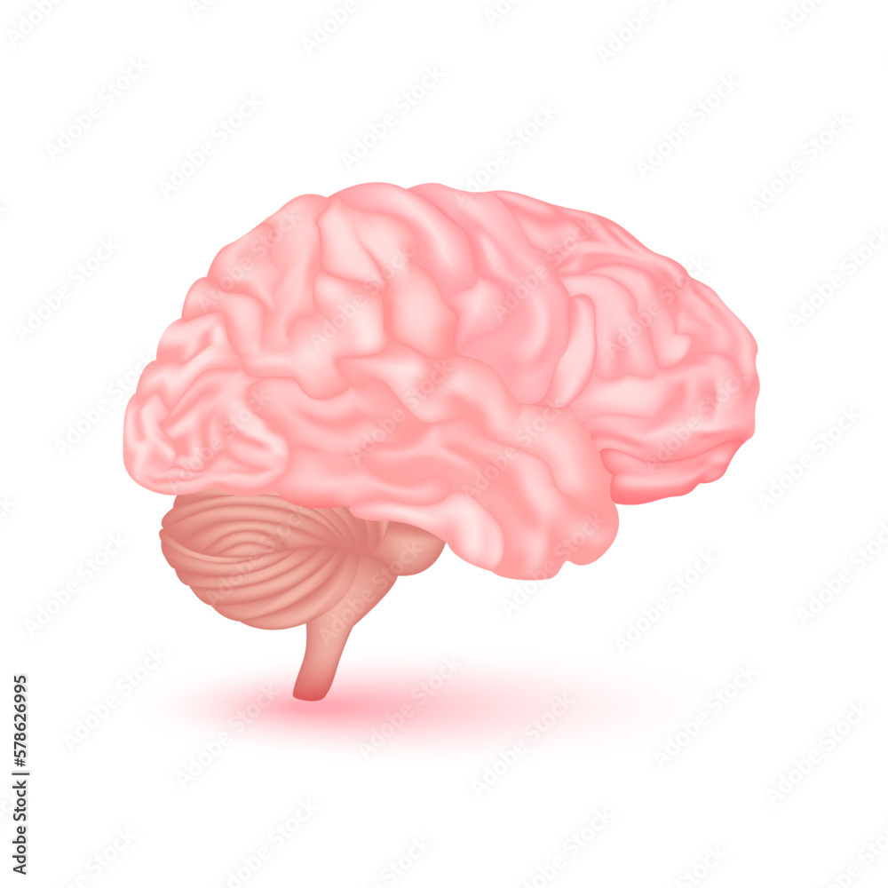 Brain anatomy model isolated on a white background. Main organ of the human body. Medicine and science concept. 3D Vector. Brain anatomy model isolated on a white background. Main organ of the human body. Medicine and science concept. 3D Vector.