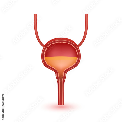Bladder anatomy model isolated on a white background. Main organ of the human body. Medicine and science concept. 3D Vector.