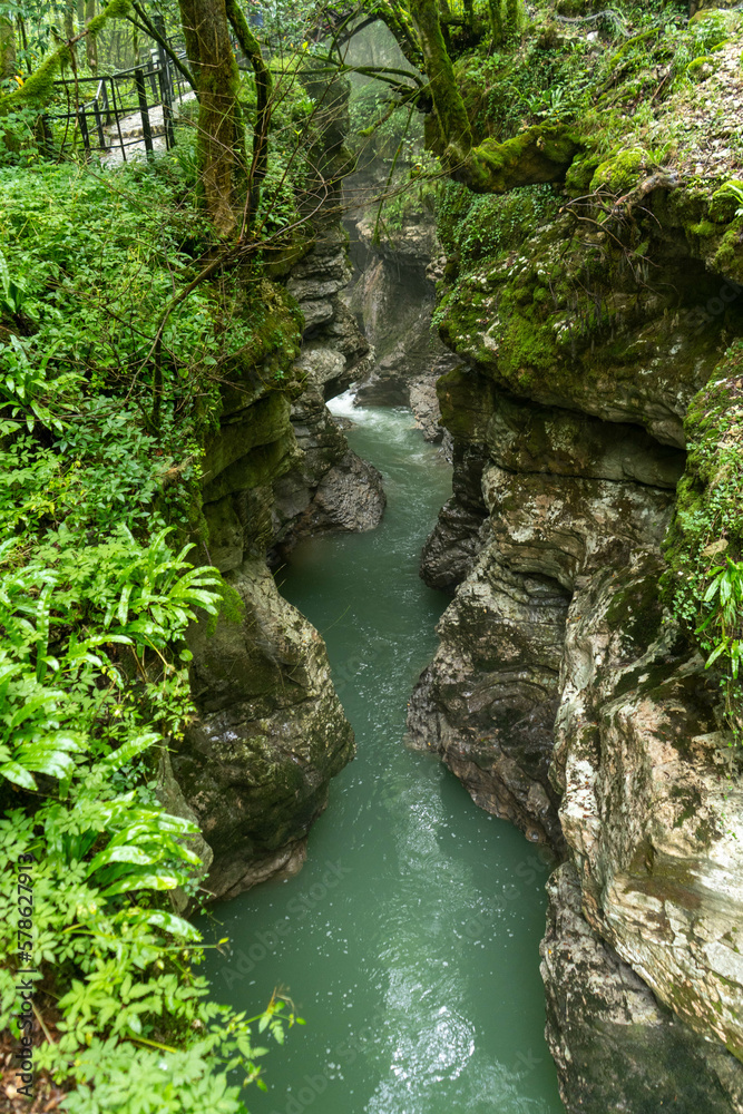 river in the forest