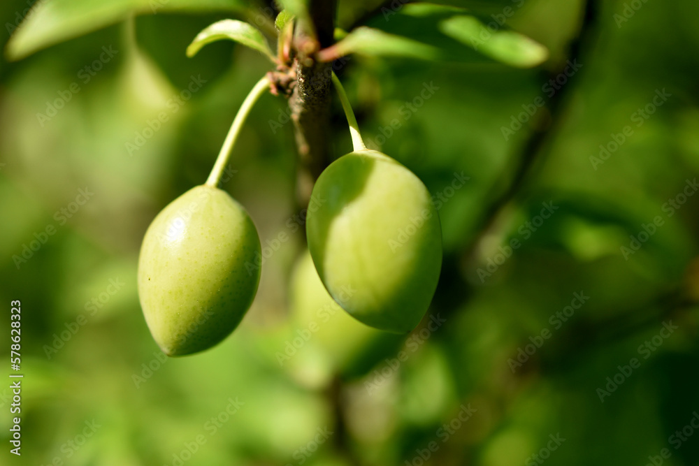 Green plum fruits on a tree branch.