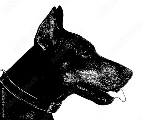 black and white dog