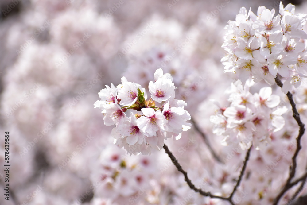 日光の当たる桜の花