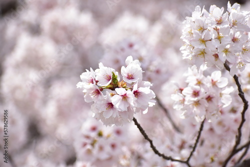 日光の当たる桜の花