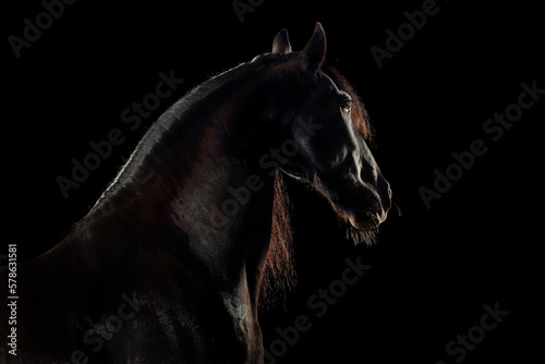 Fotografie Pferd im Studio