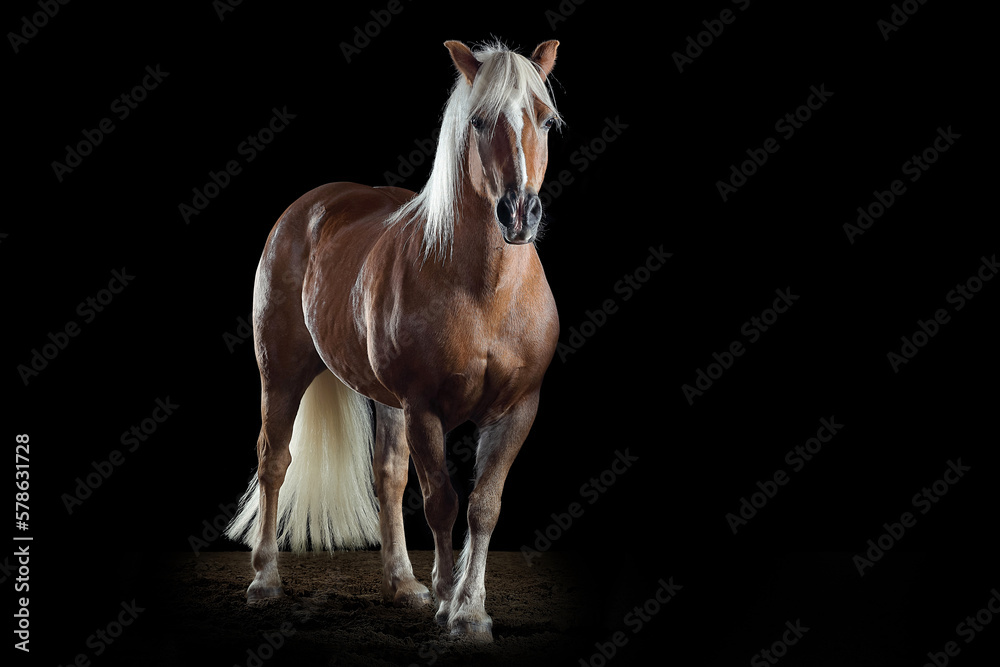 Obraz premium Pferd im Studio 
