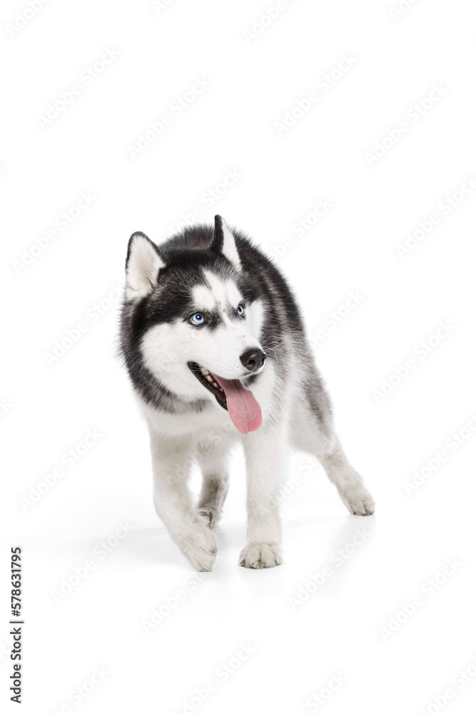 One adorable Siberian Husky dog with tongue sticking out posing isolated over white studio background. Beauty, animal health, happiness, care concept