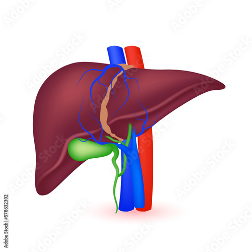 Liver anatomy model isolated on a white background. Main organ of the human body. Medicine and science concept. 3D Vector.