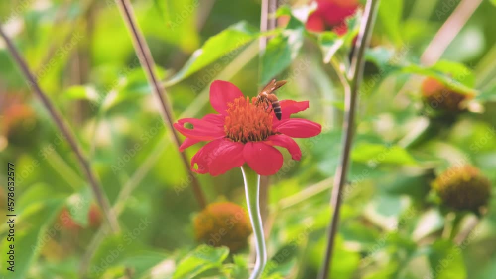 Bee collecting pollen on Mexican sunflower. Red orange Tithonia rotundifolia being pollenated. Bee collecting pollen on Mexican sunflower. Red orange Tithonia rotundifolia being pollenated.
