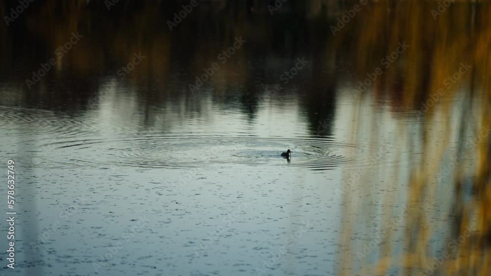 Slow motion panning shot of a bird surfacing after diving for food in the river Slow motion panning shot of a bird surfacing after diving for food in the river