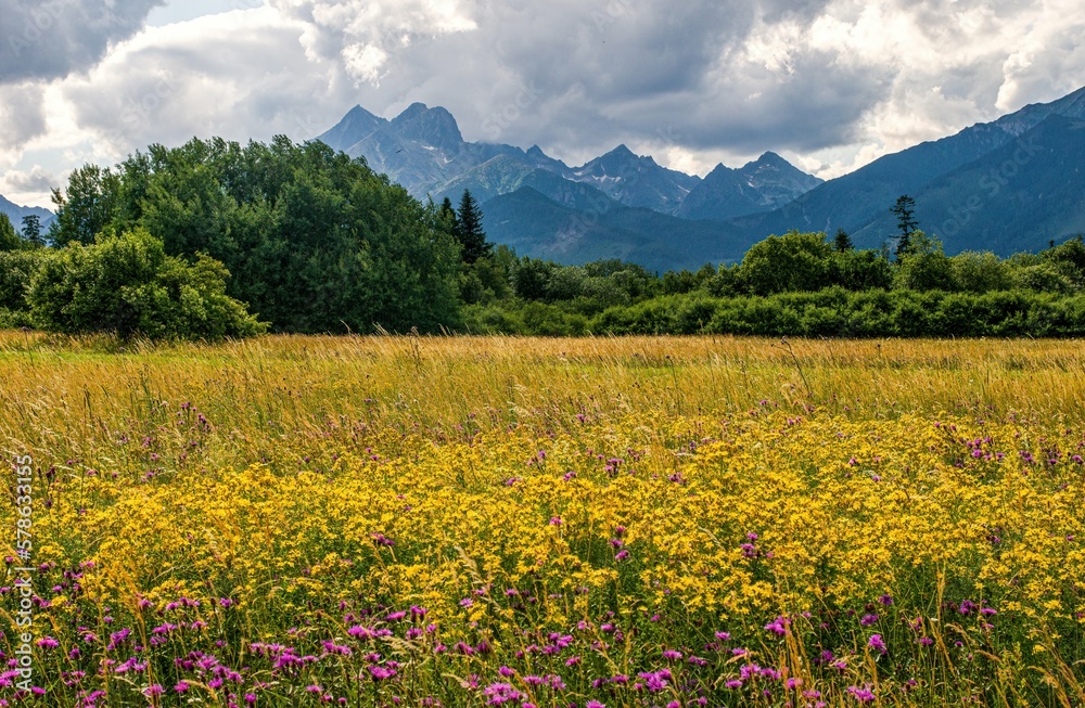 Meadow full of beautiful mountain flowers in the background of the High Tatras mountains. Discover the spring beauty of the mountains.