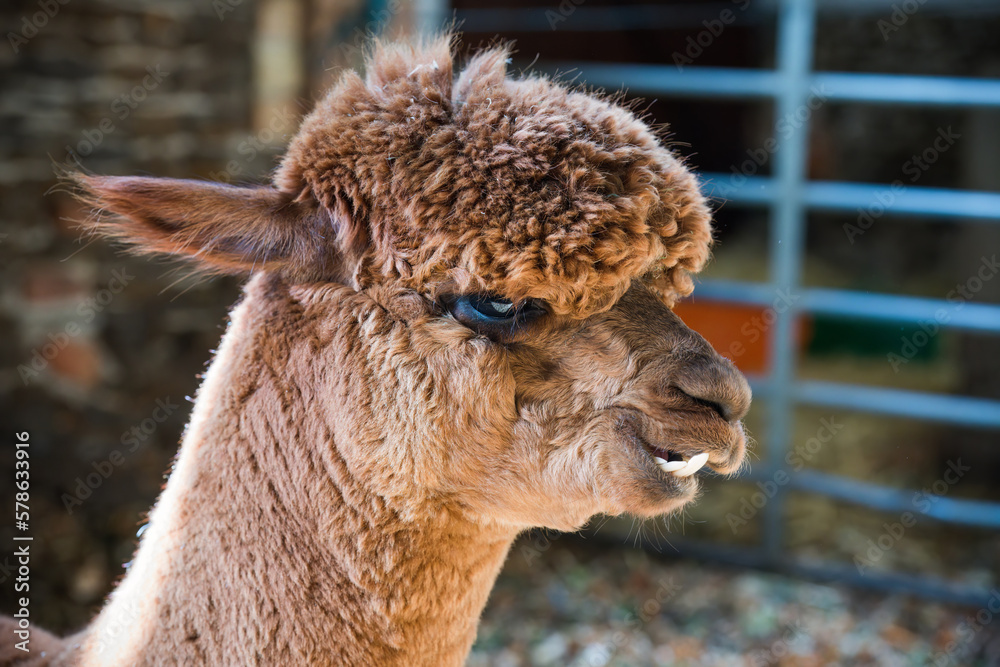 Obraz premium Brown alpaca standing in a farm barn 