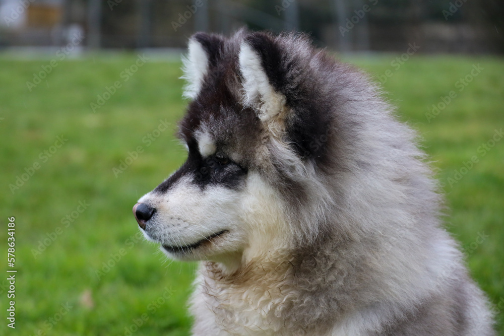 fluffy dog puppy alaskan malamute profile in park